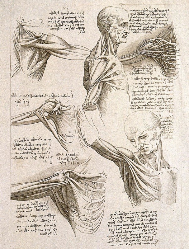 Muscles of the upper limbs