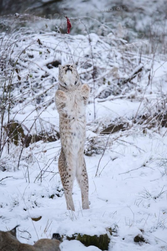 Eurasian lynx