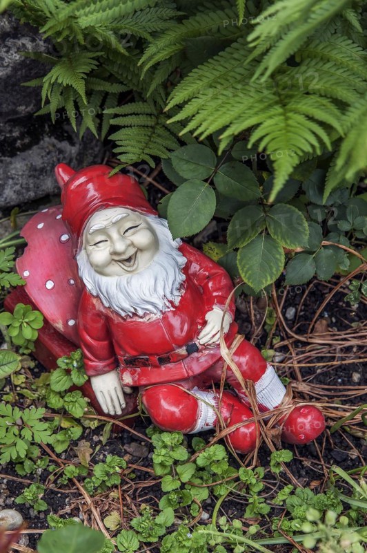 Laughing garden gnome