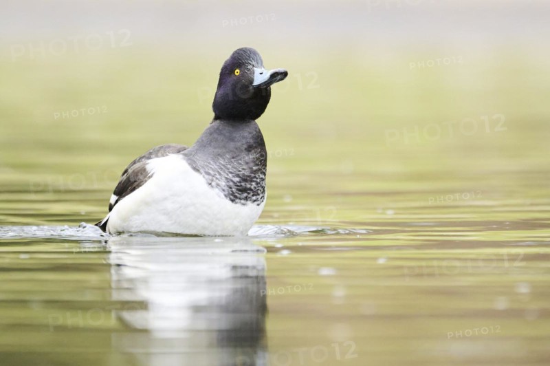 Tufted pochard