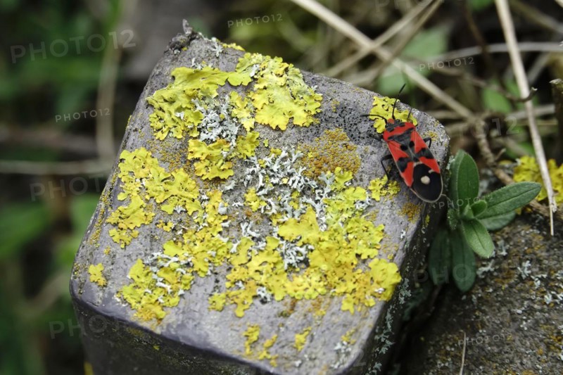 Milkweed Bug