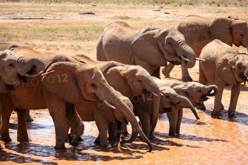 The famous red elephants in the savannah of Tsavo National Park