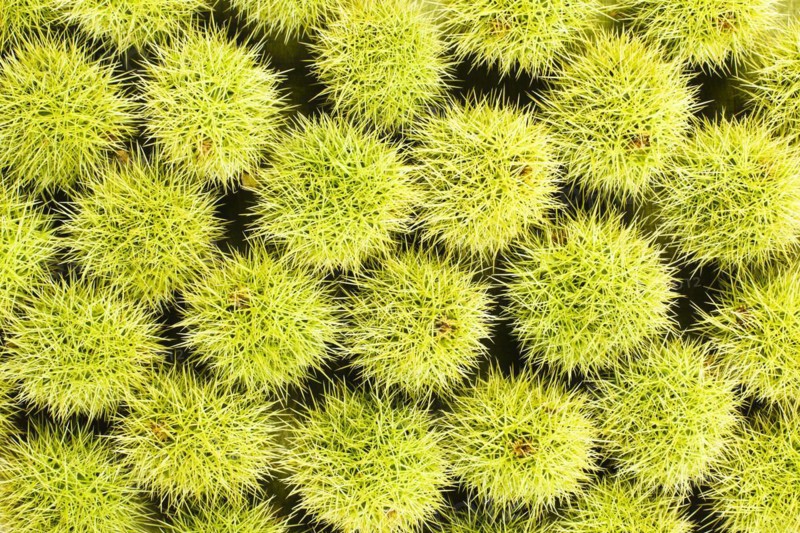 Sweet chestnut background