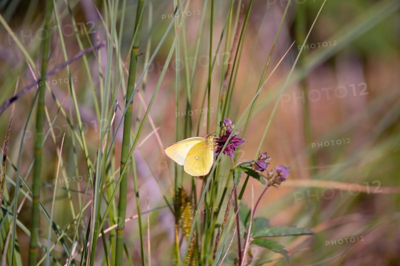 Palaeno sulphur