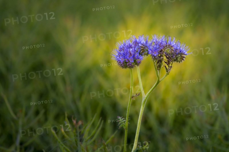 A purple