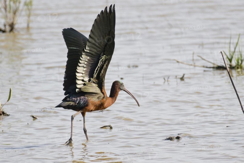 Glossy ibis