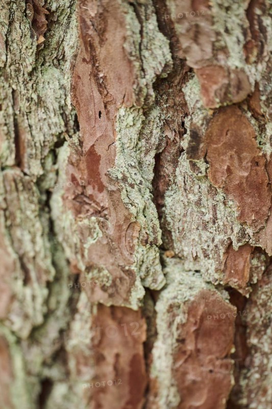 Scots pine