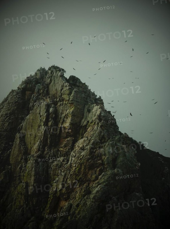 Bearded vulture