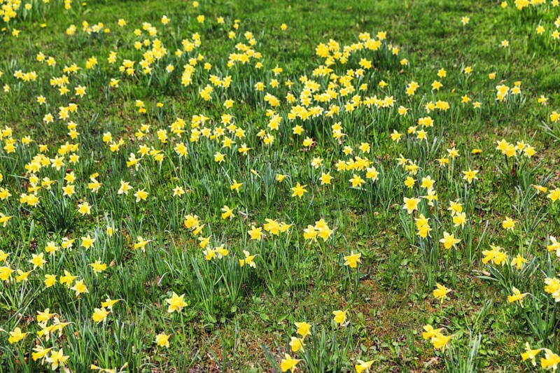 Daffodil meadow