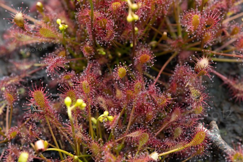 Oblong-leaved sundew