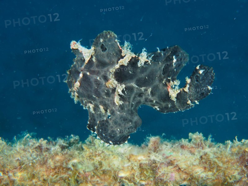 Giant frogfish