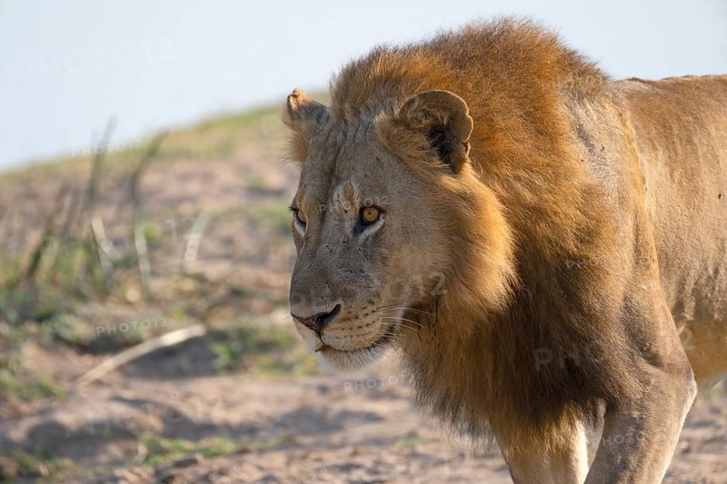 African lion