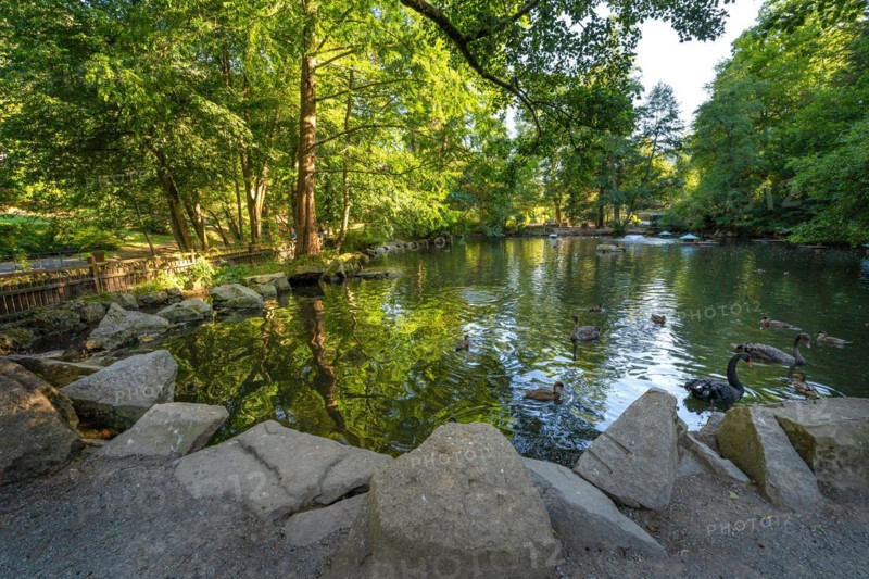 Duck pond in summer