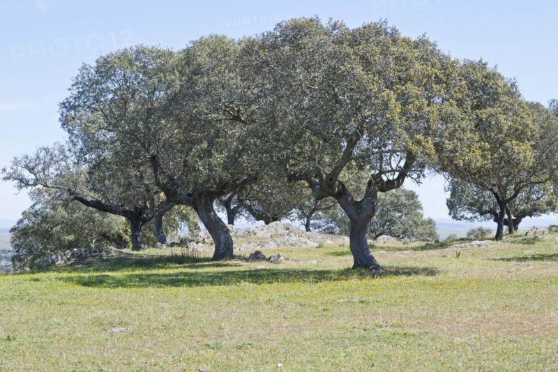 Holm oaks