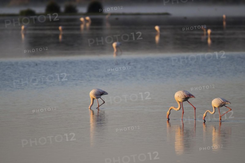 Greater flamingos