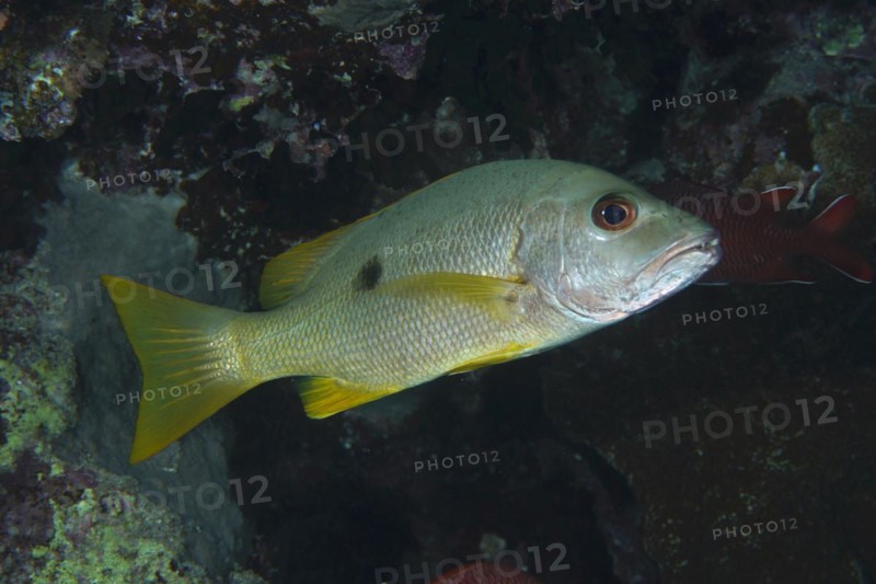 Ehrenbergs snapper