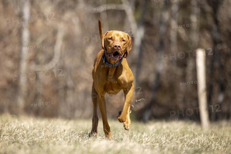 Roevidszoru Magyar Vizsla