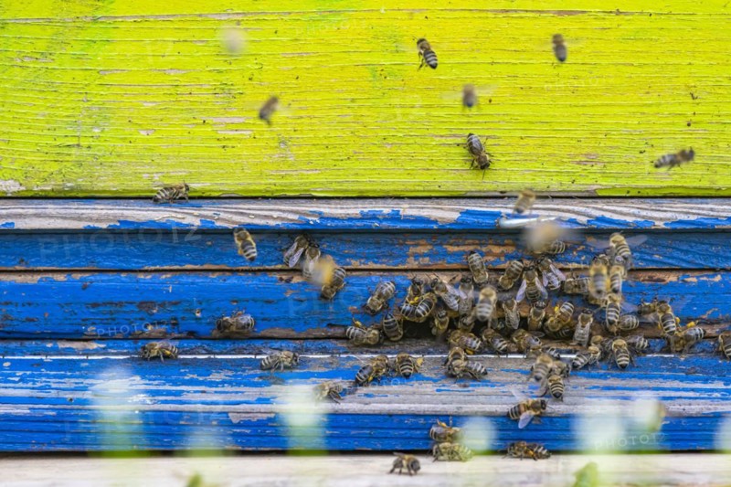 Beehives under blossoming cherry trees in spring