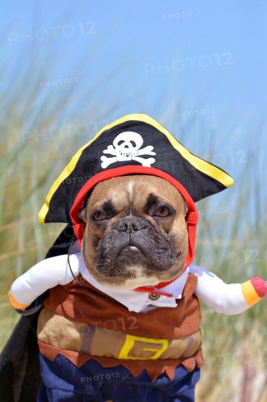 Funny fawn French Bulldog dog boy dressed up in pirate costume with hat and arms