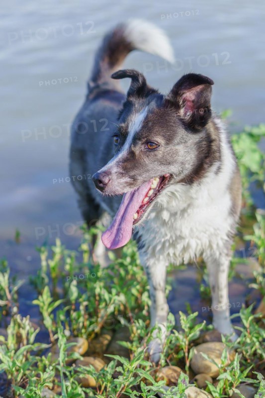 Close-up of a border collie dog's face with tongue out with a river with green leaves in the background