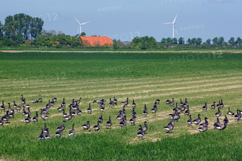 Geese on a farmland in the Oosterschelde National Park