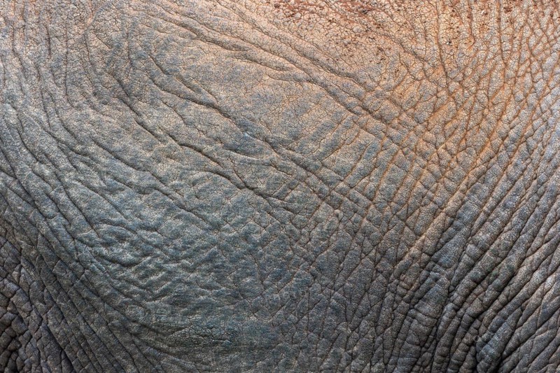 African elephant