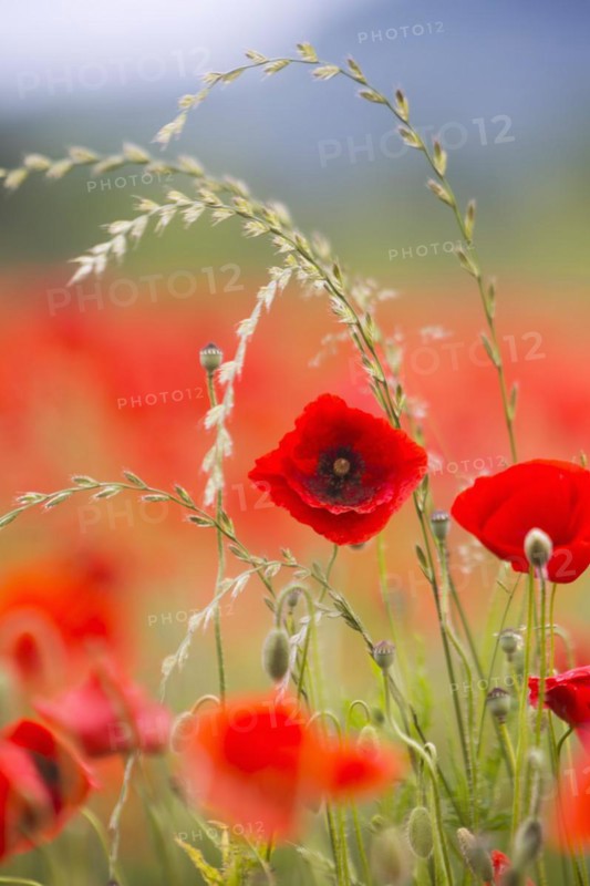 Poppy field