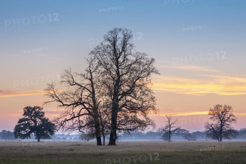 Solitary oaks in the Elbe meadows at dusk in autumn