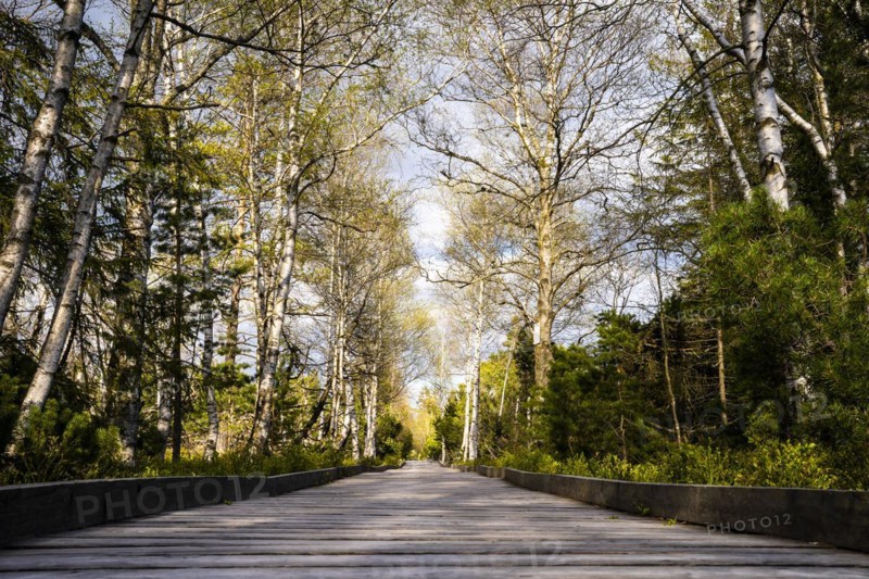 A boardwalk in the Wildseemoor