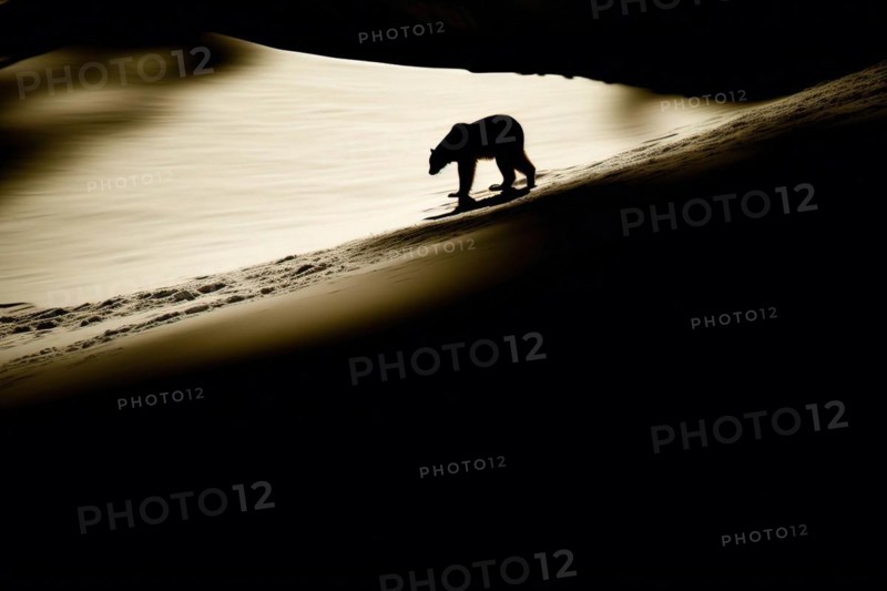 Silhouette of a bear in the backlight on a snow field