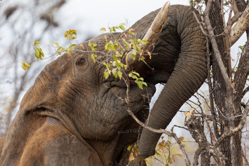 African elephant