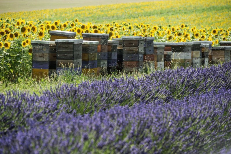 Flowering lavender
