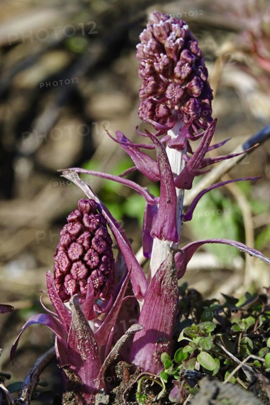 Butterbur