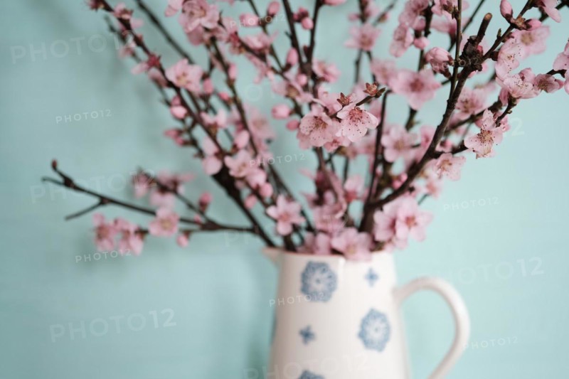 Apricot Blossoms in a Vase