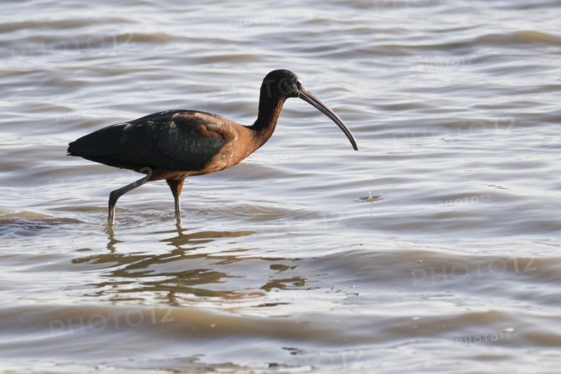 Glossy ibis
