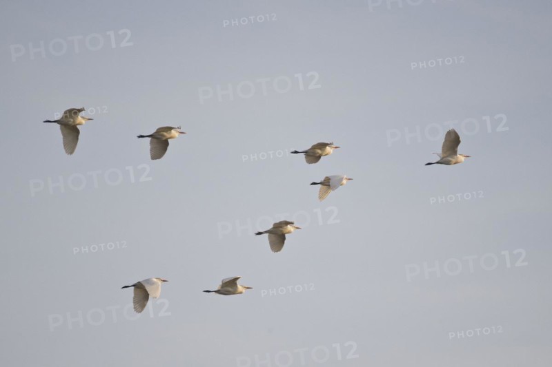 Cattle Egret