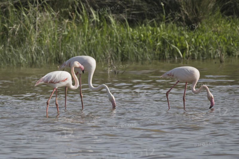 Greater flamingos