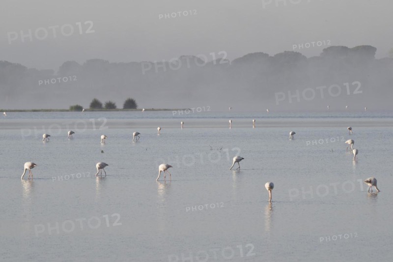Greater flamingos