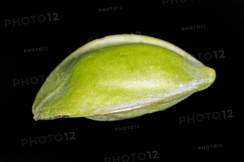 Bengal almond
