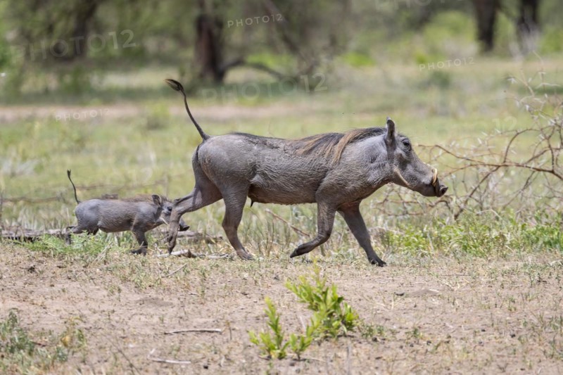 Common warthog