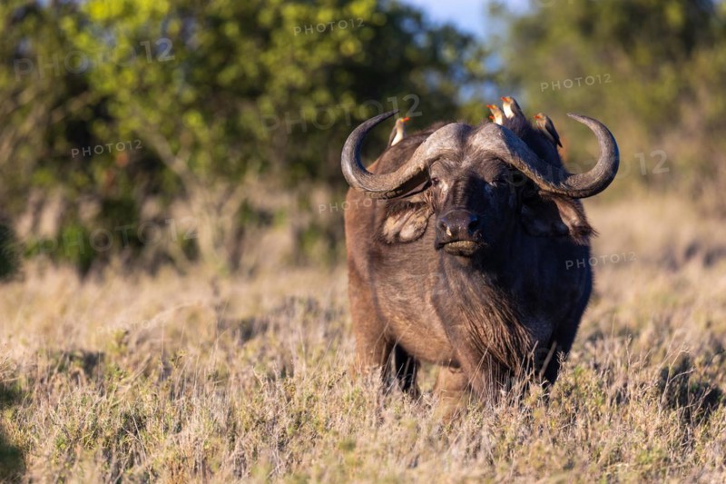 Oxpecker