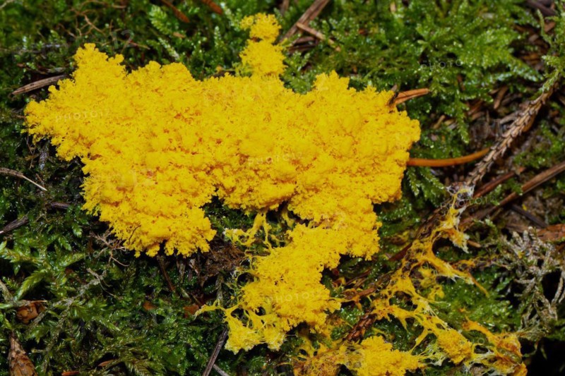Yellow tan flower Fruiting body lemon yellow foam-like formation on green moss