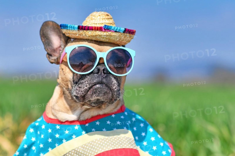 Funny French Bulldog dog dressed up with sunglasses