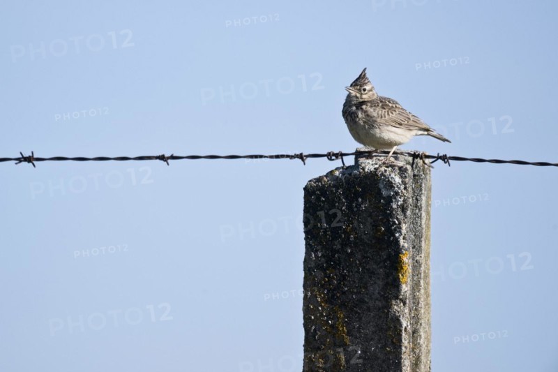 Crested Lark