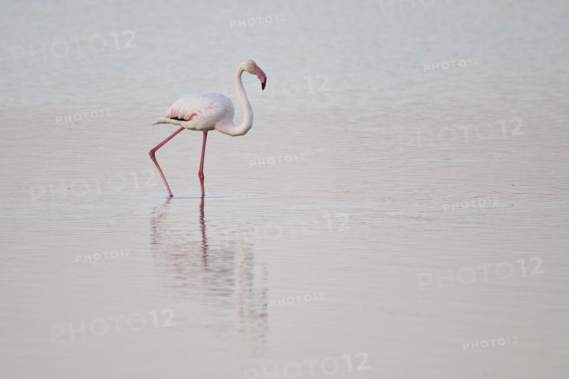 Greater flamingo
