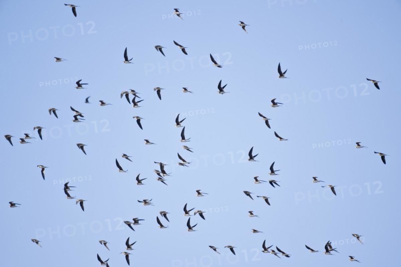 Cliff Swallows