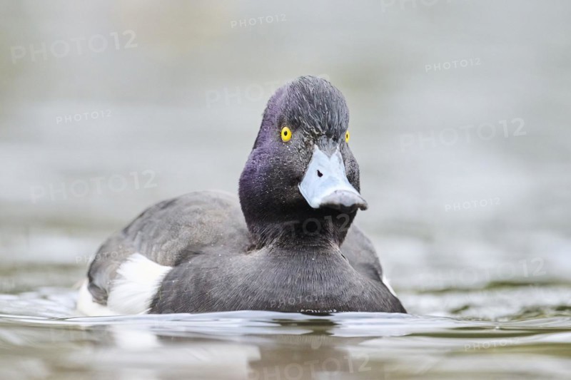 Tufted pochard