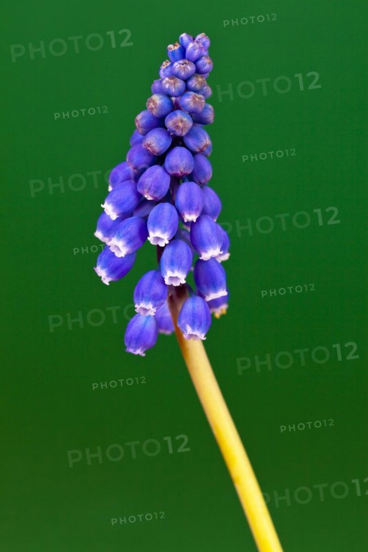 Grape hyacinth