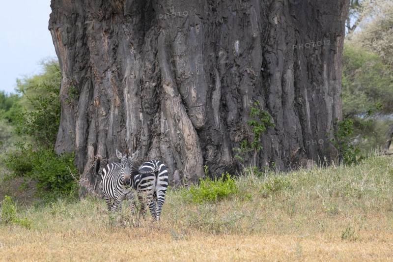Plains zebra