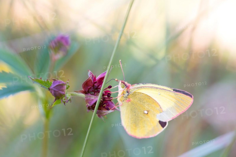 Palaeno sulphur